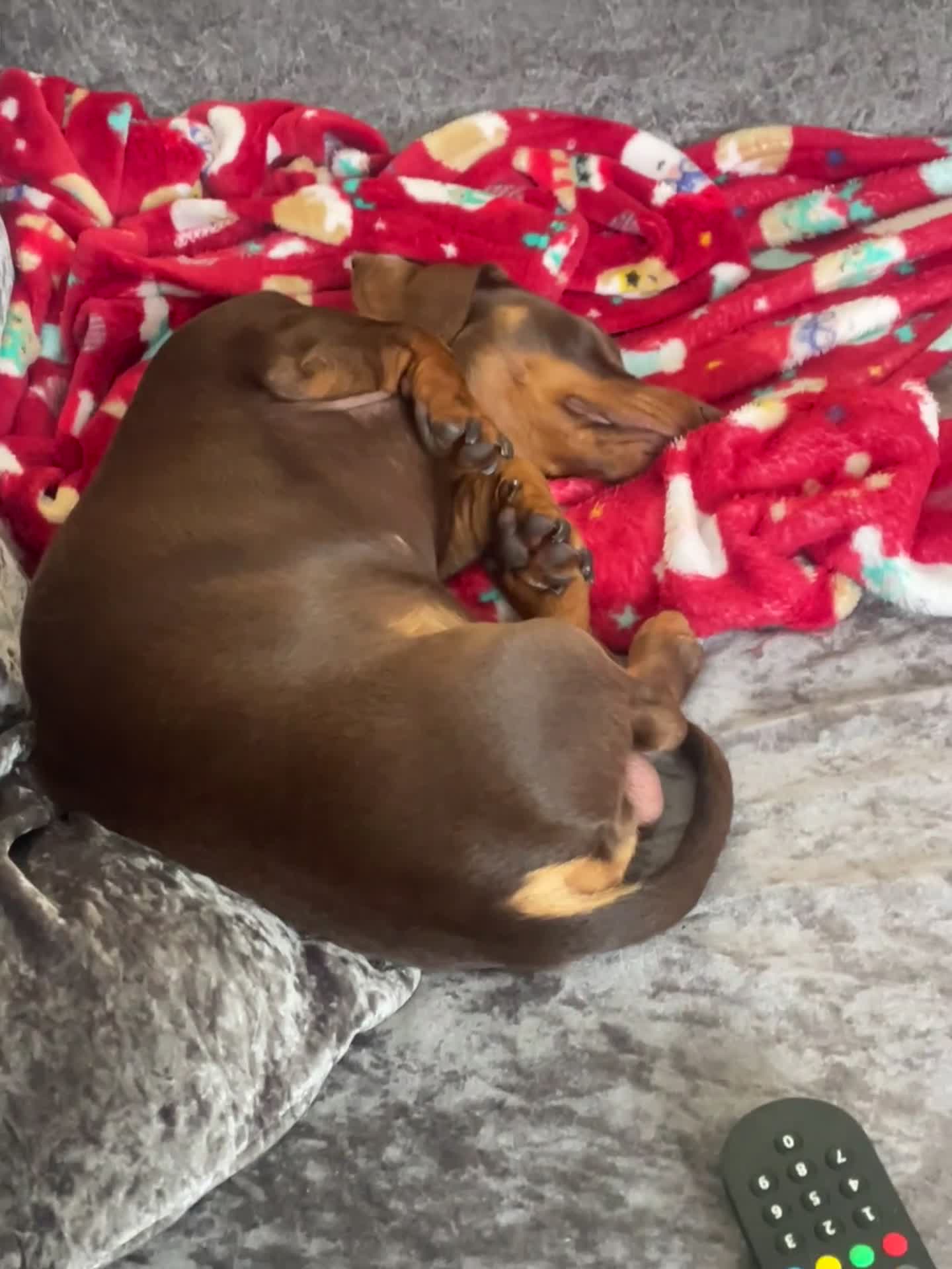 Miniature Dachshund dogs for sale: Chocolate and tan miniature dachshund - Video 1