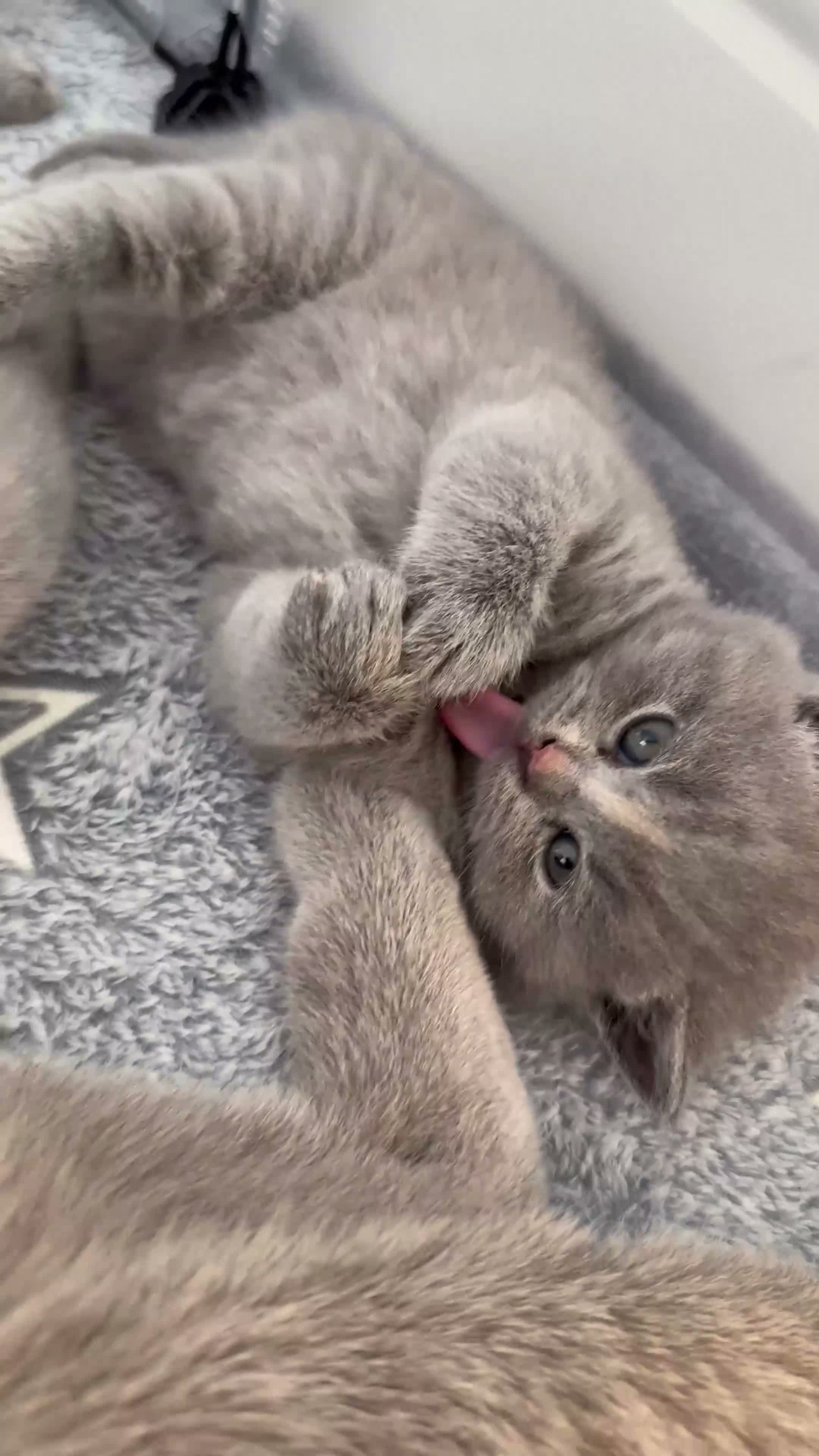 British Shorthair cats for sale: Rare blue-cream British Shorthair kittens💖 - Video 2