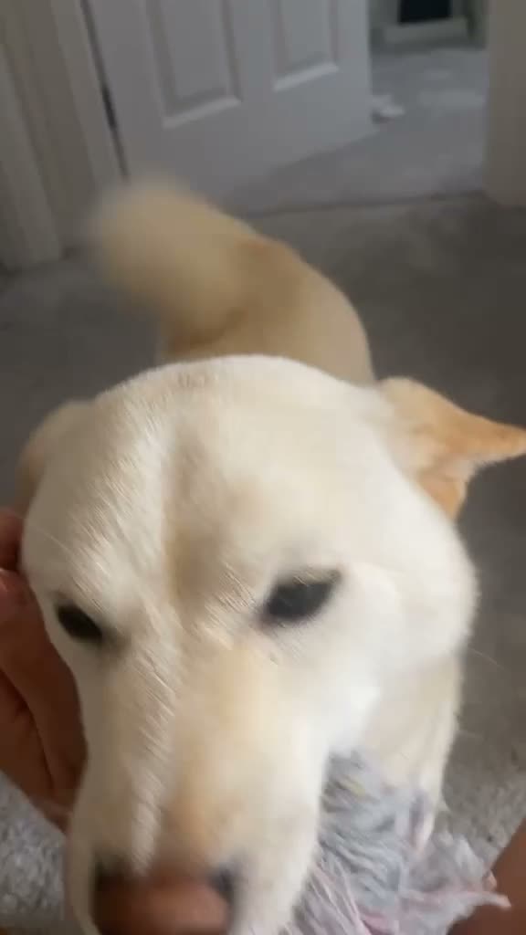Japanese Shiba Inu dogs for sale: Beautiful 2-Year-Old Japanese Shiba Inu Girl in Thornton-Cleveleys - Video 2