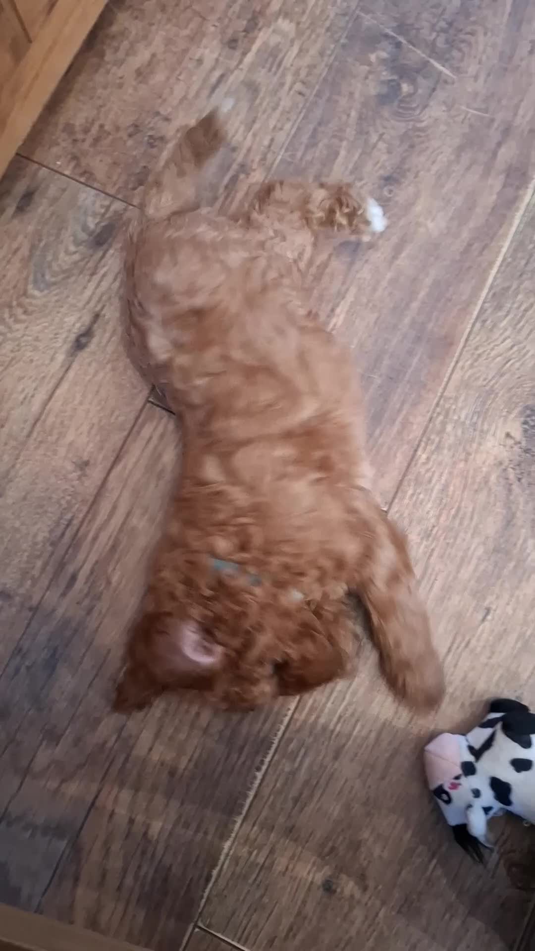 Cavapoo dogs for sale: Ready now. Deep Red Superb Cavapoo pups F1b - Video 2