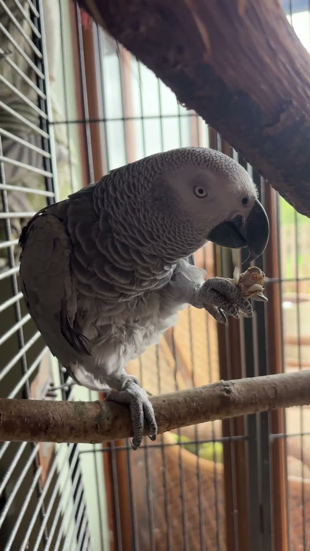 Parrots birds for sale: Male and female talking African grey  - Video 1
