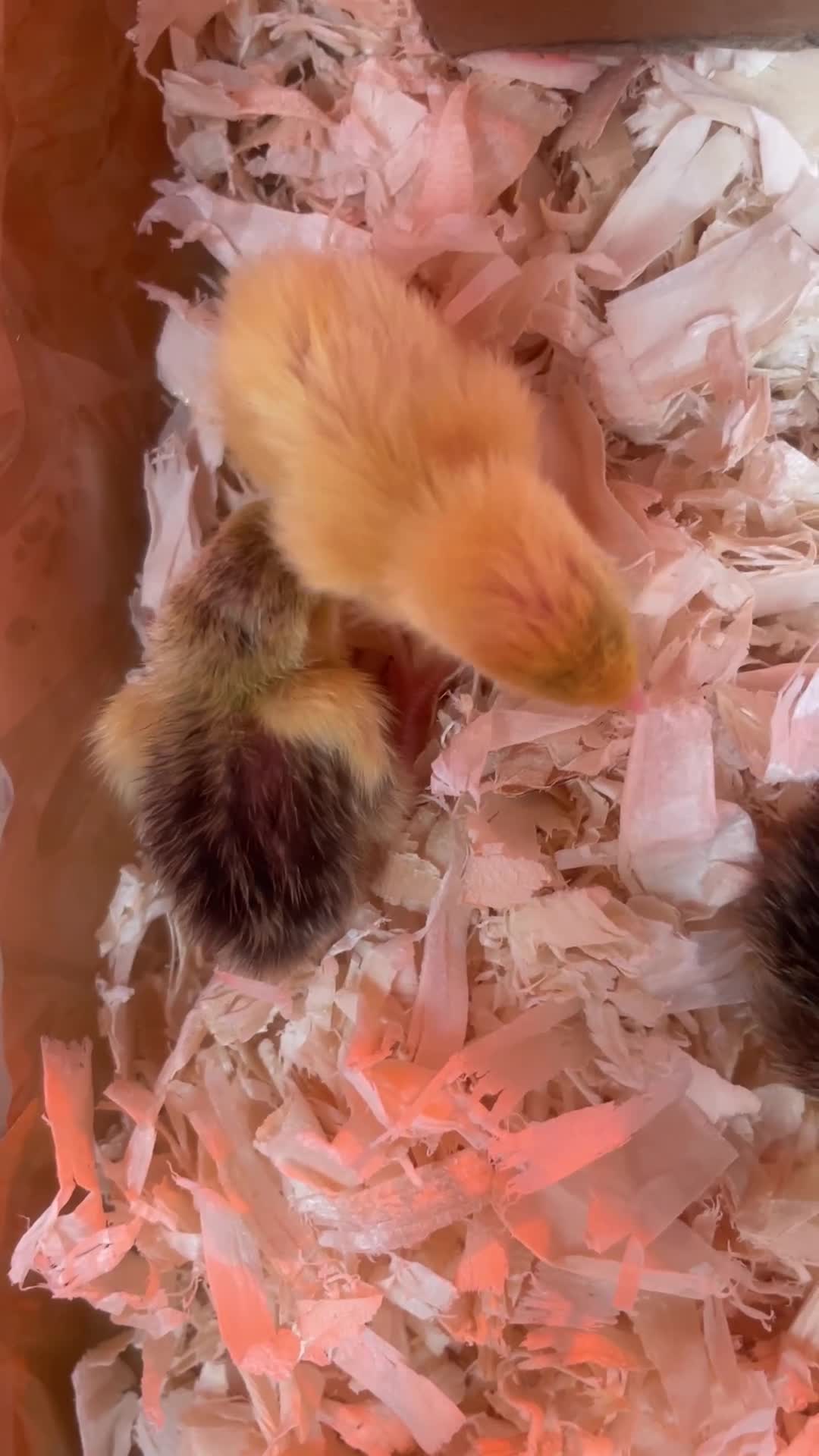 Quail poultry for sale: Chinese Painted Button Quails Chicks - Video 1