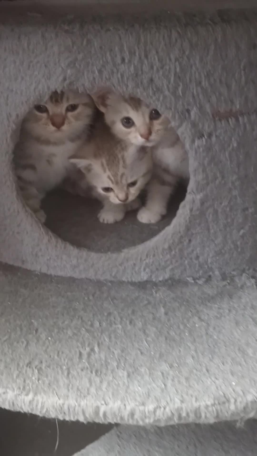 British Shorthair cats for sale: British short hair lilac kittens - Video 2