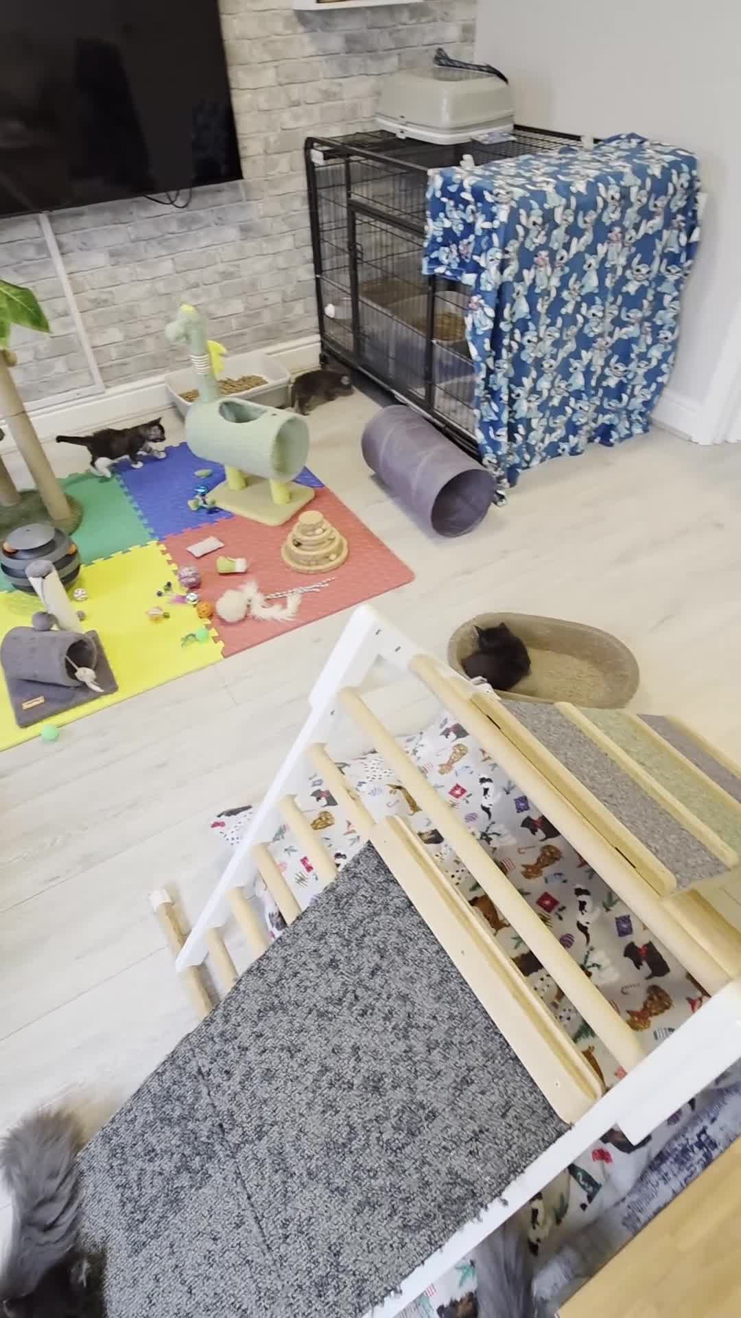 Maine Coon cats for sale: Maine coon kittens - Video 1