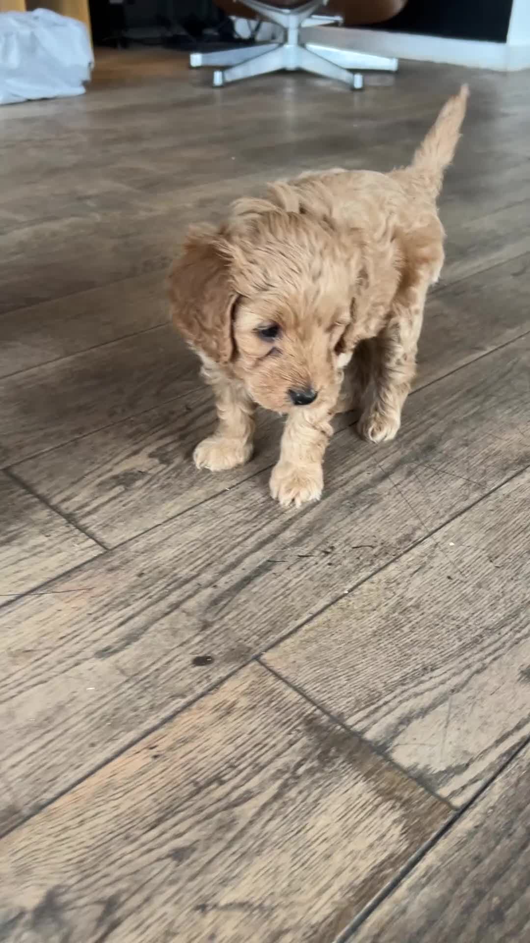 Mixed Breed dogs for sale: Hassan H - Video 1