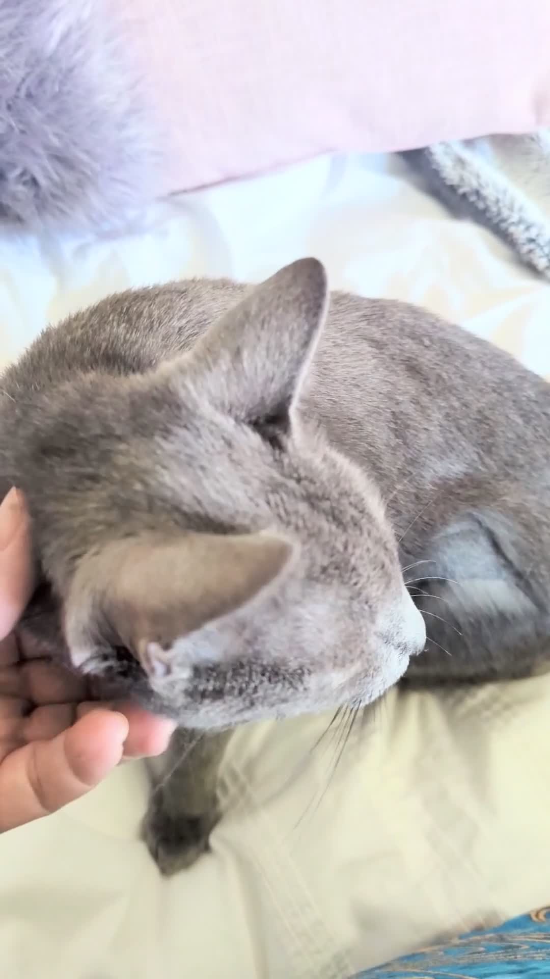 Russian Blue cats for sale: GCCF Registered Mia Seeking a Loving Home - Video 1