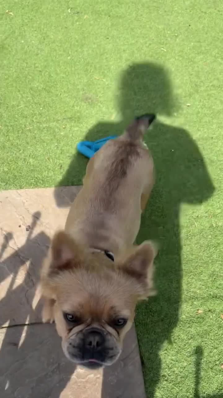 French Bulldog dogs for sale: Visual Fluffy Frenchie KC reg - Video 3