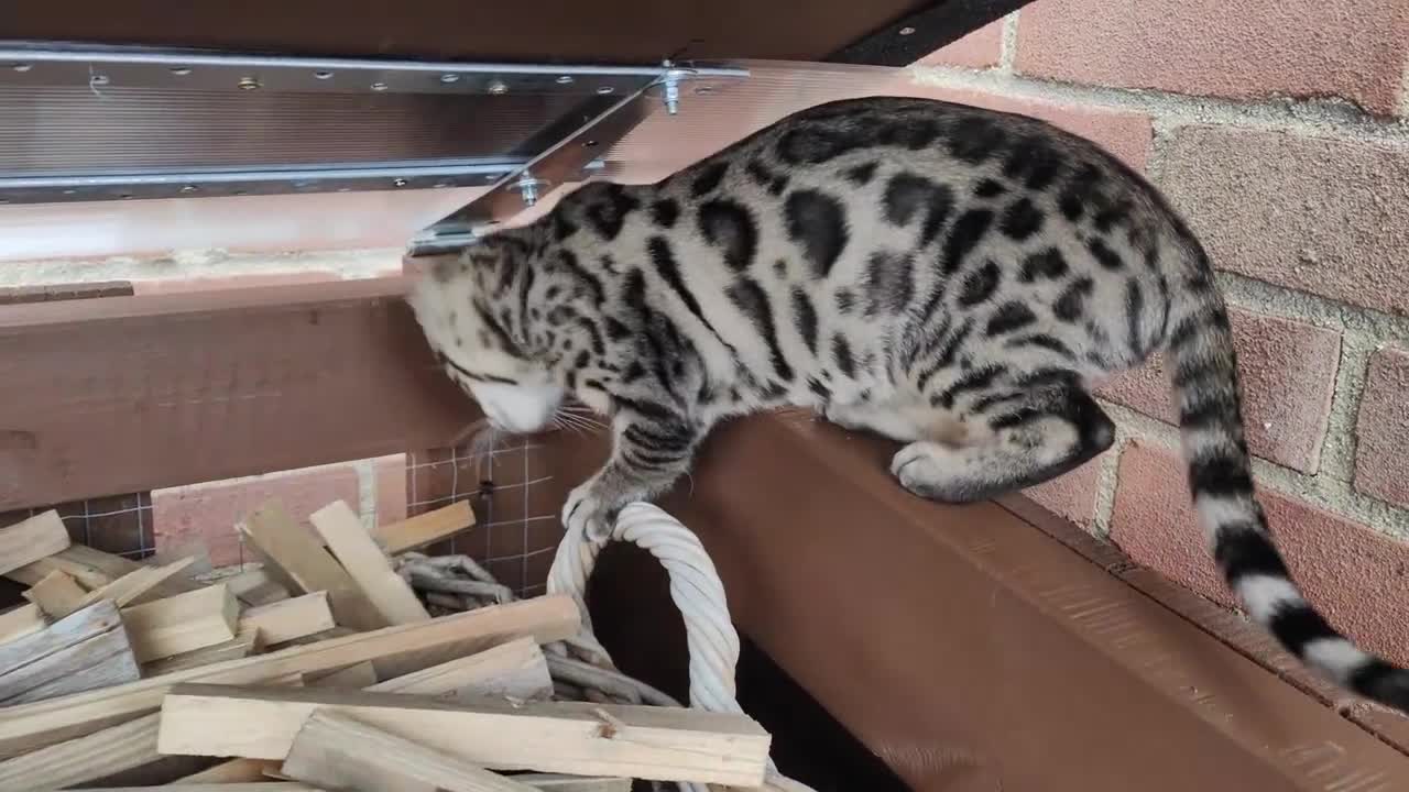 Bengal cats for sale: 1no. Female & 1no. Male Bengal Kittens available - Video 2