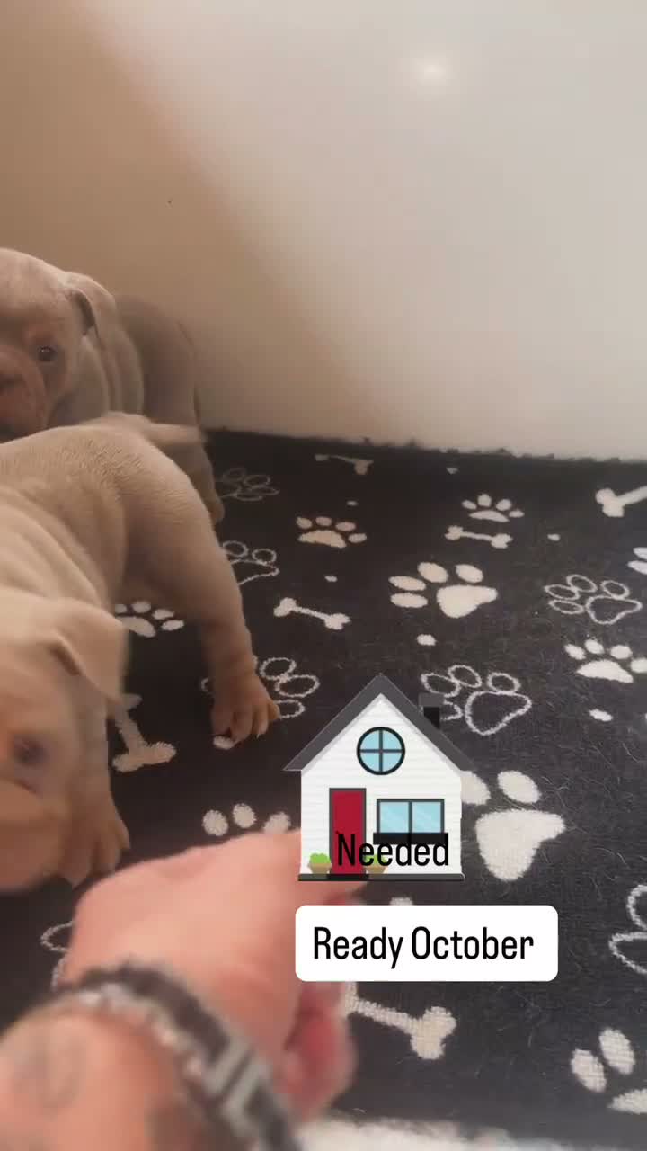 Olde English Bulldogge dogs for sale: Outstanding litter of bulldog puppies - Video 1