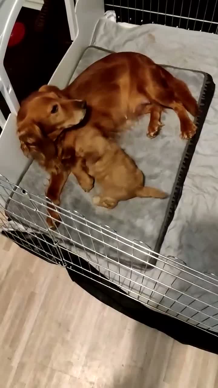 Cockapoo dogs for sale: Outstanding COCKAPOO F1.  - Video 1
