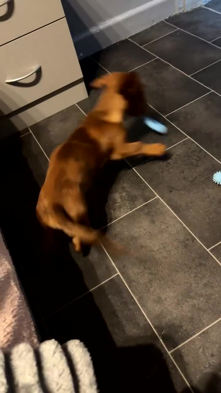 Dachshund dogs for sale: Boy dachshund - Video 1