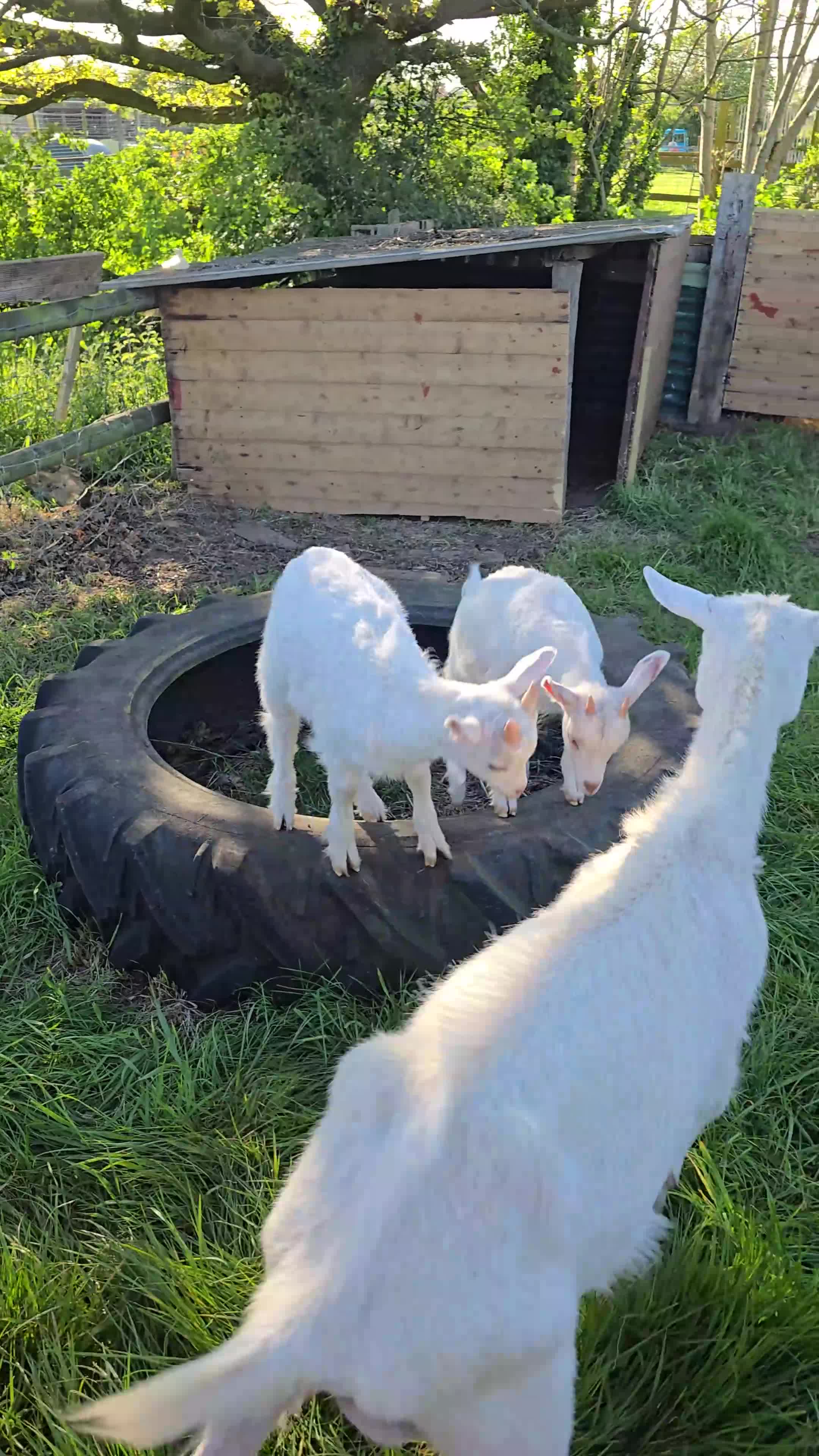 Goats livestock for sale: Saanen cross Nigora Goat Kids For Sale  - Video 1