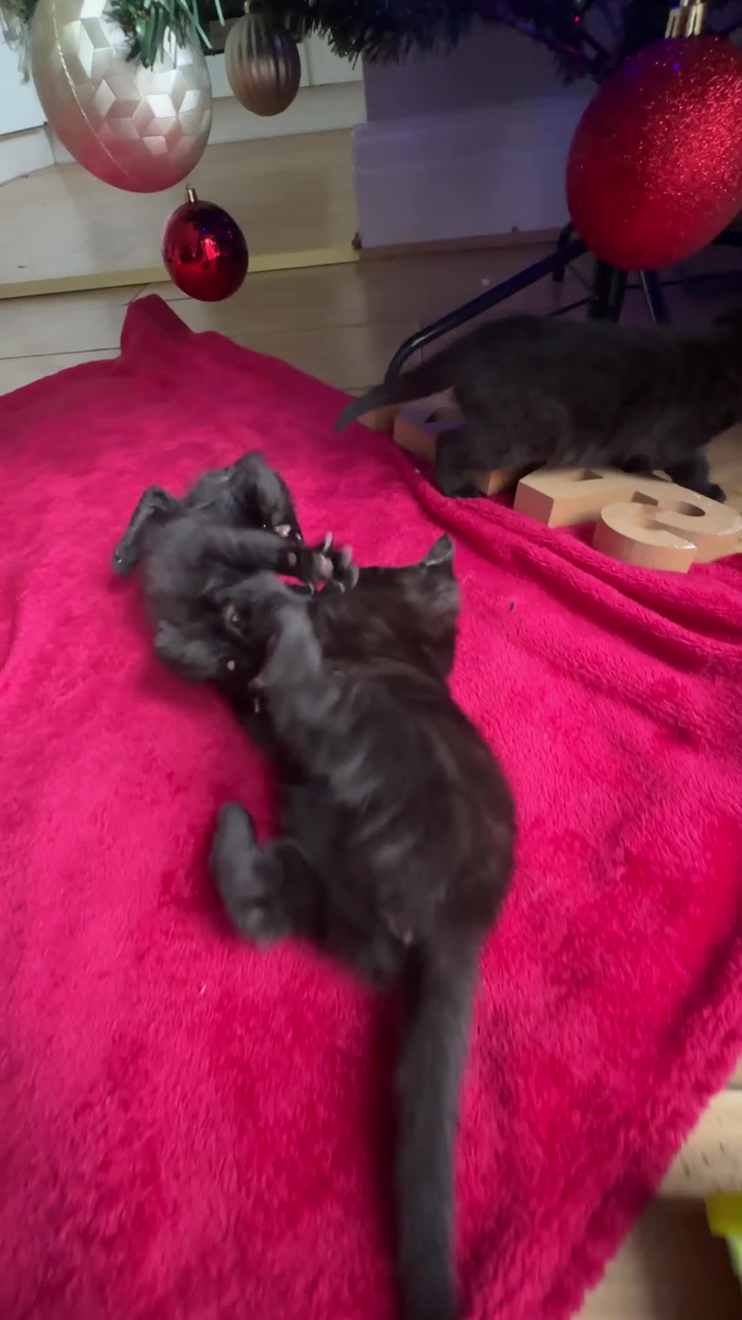 Mixed Breed cats for sale: Bombay cat  - Video 1