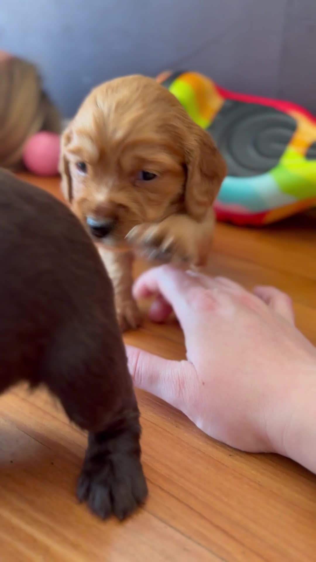 Cocker Spaniel dogs for sale: Beautiful Mixed litter working cocker pups  - Video 1