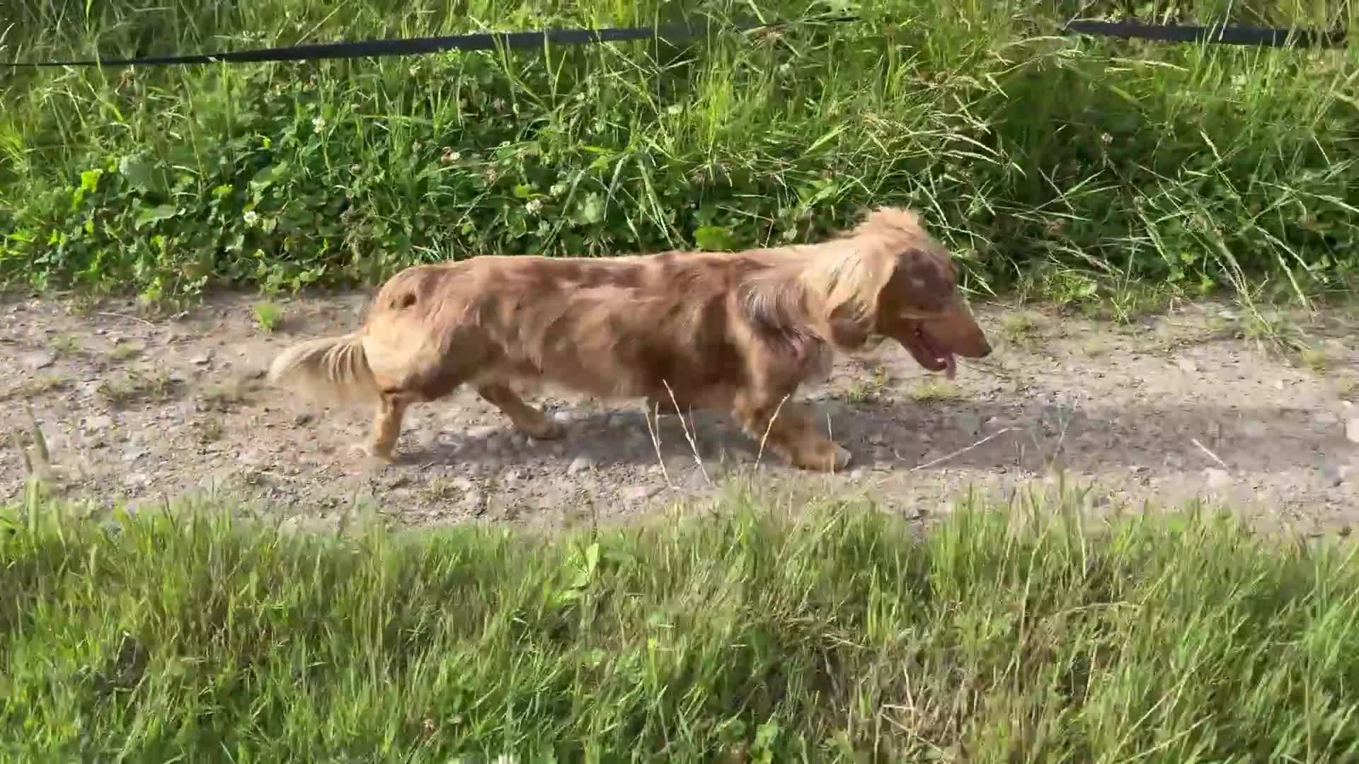 Dachshund dogs for stud: Chocolate Dapple Long-Haired Dachshund stud - Video 3