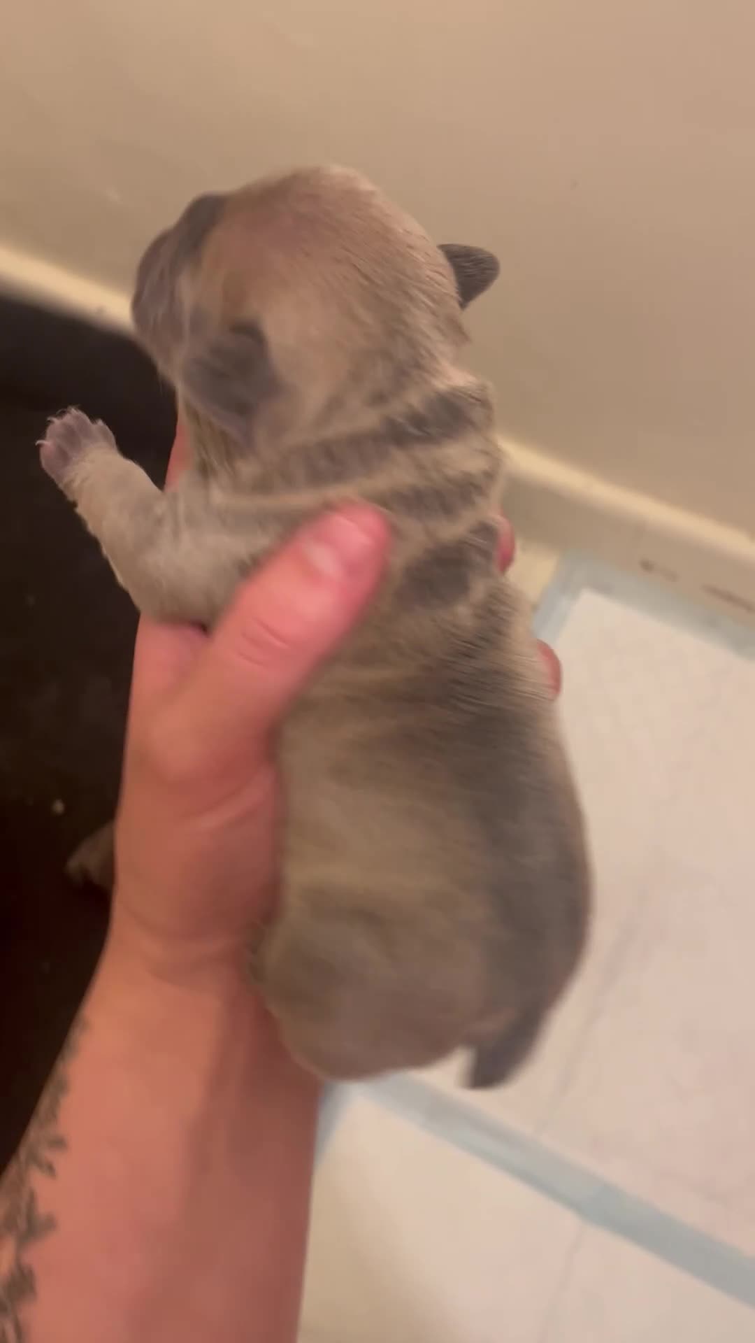 French Bulldog dogs for sale: Beautiful frenchies for sale  - Video 2