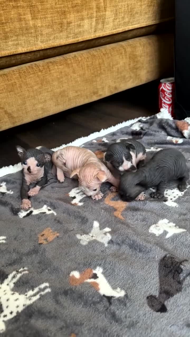 Sphynx cats for sale: 5 Beautiful Sphynx Babies  - Video 1