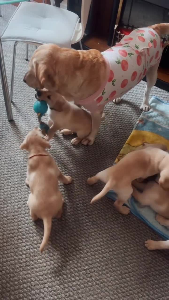 Labrador Retriever dogs for sale: LAST CHUNKY LAB BOY READY NOW! Home-Raised - Video 3