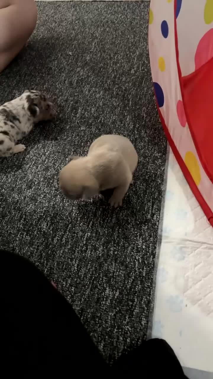 French Bulldog dogs for sale: 3 Merle French bulldog pups  - Video 4