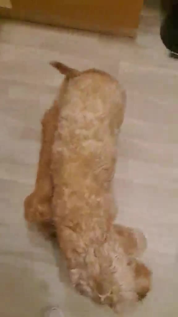 Cavapoo dogs for sale: One male Cavapoo - Video 1