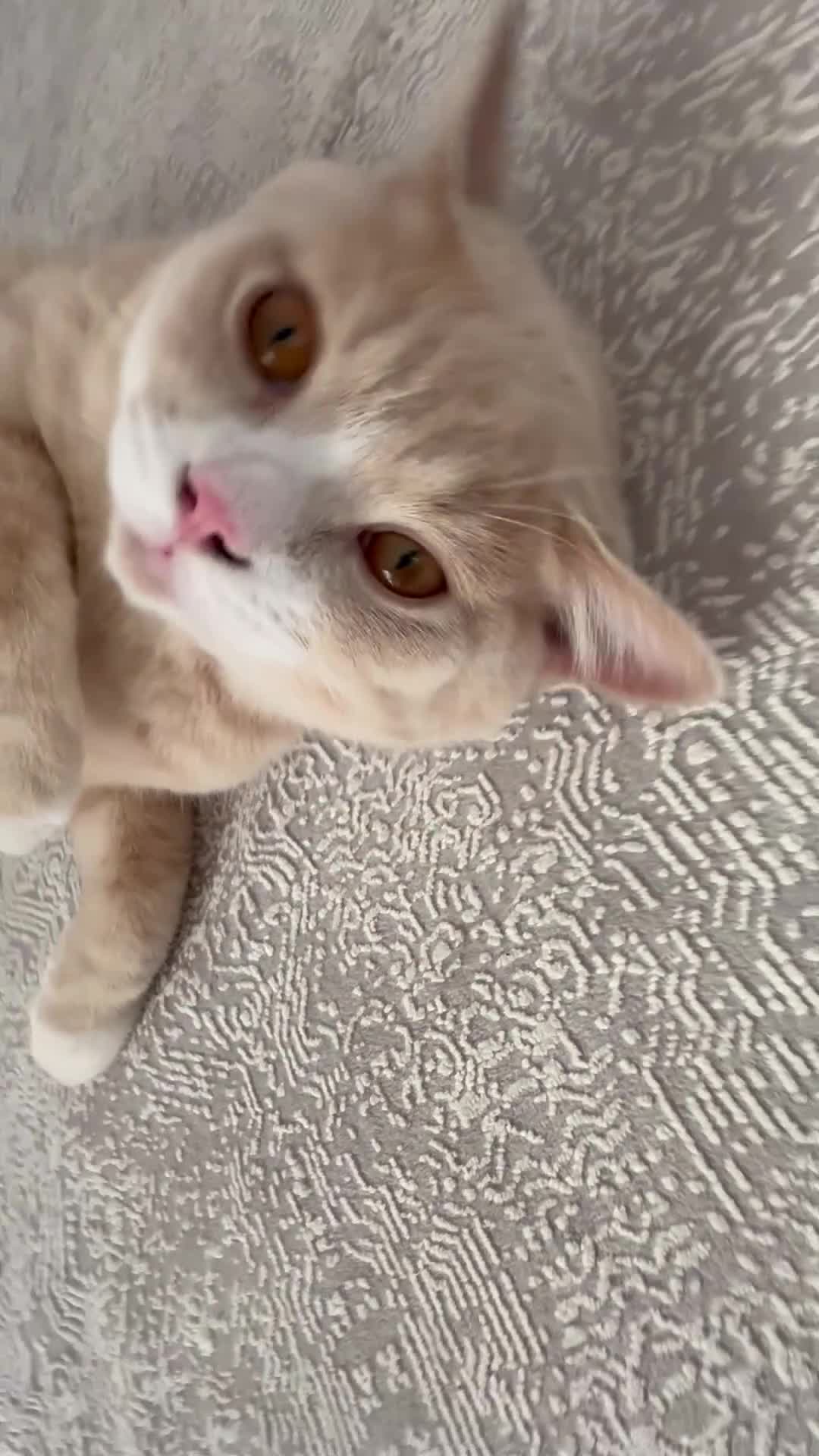 Mixed Breed cats for sale: British shorthair and Maine coon mixed bread  - Video 2
