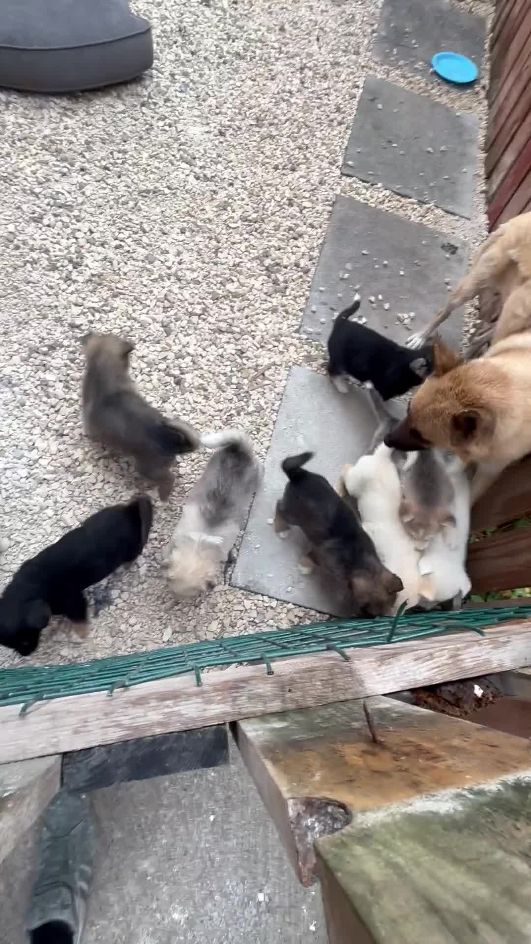 Utonagan dogs for sale: Husky x Alaskan malamute  - Video 2