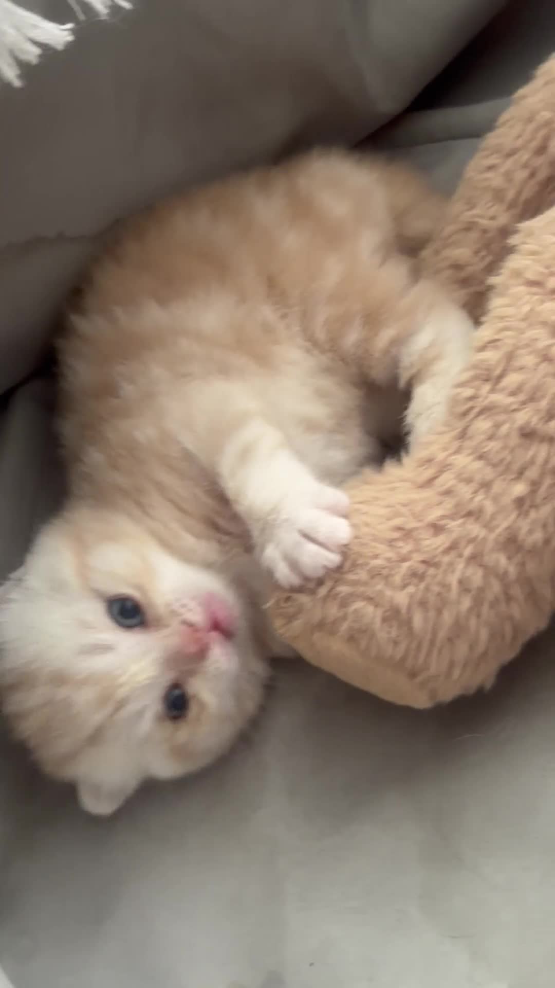 Scottish Fold cats for sale: Scottish fold  in London - Video 2
