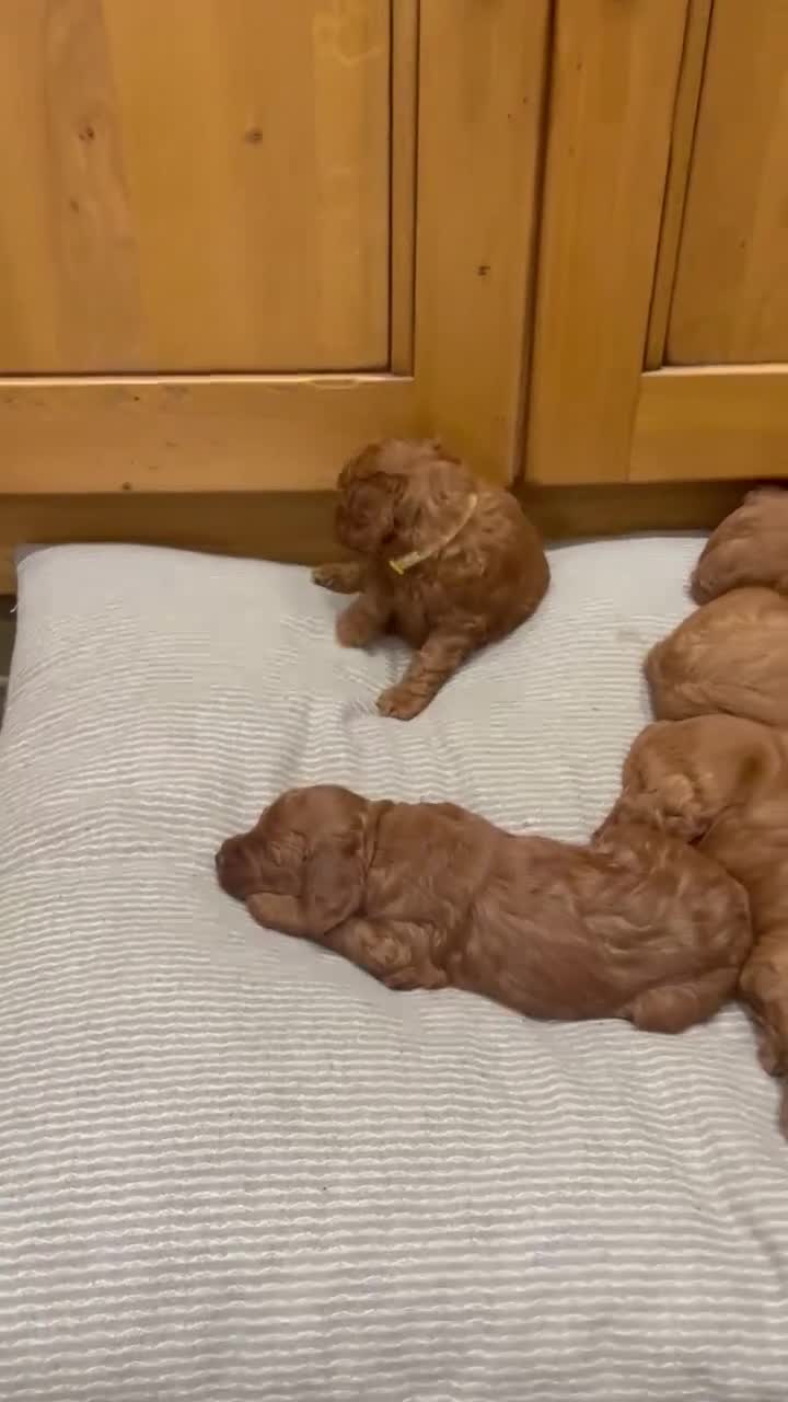 Irish Doodle dogs for sale: Gorgeous Irish Doodle Puppies  🐾 - Video 1