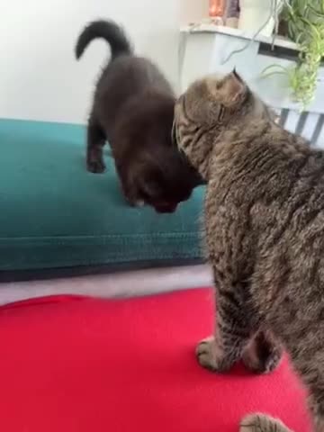 Mixed Breed cats for sale: Scottish fold mixed breed - Video 1