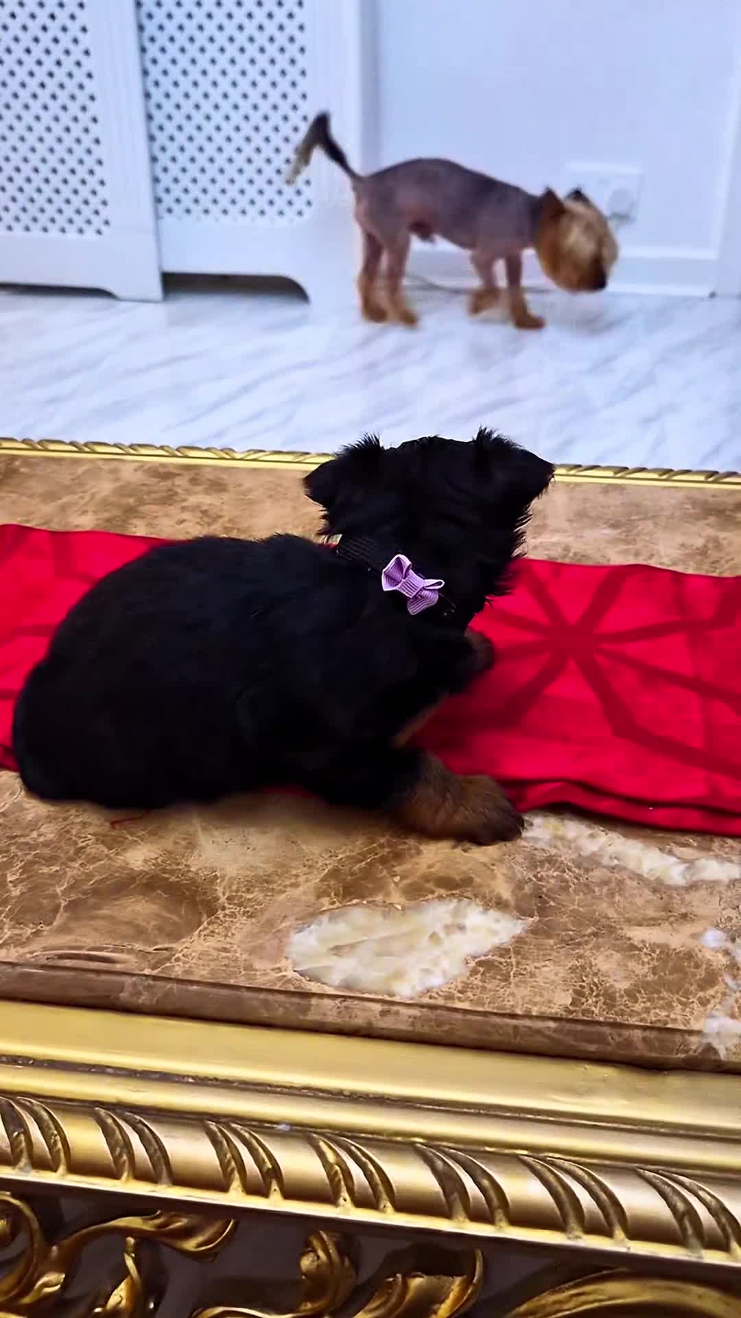 Yorkshire Terrier dogs for sale: Last 4 yorkshire terrier puppies - Video 2