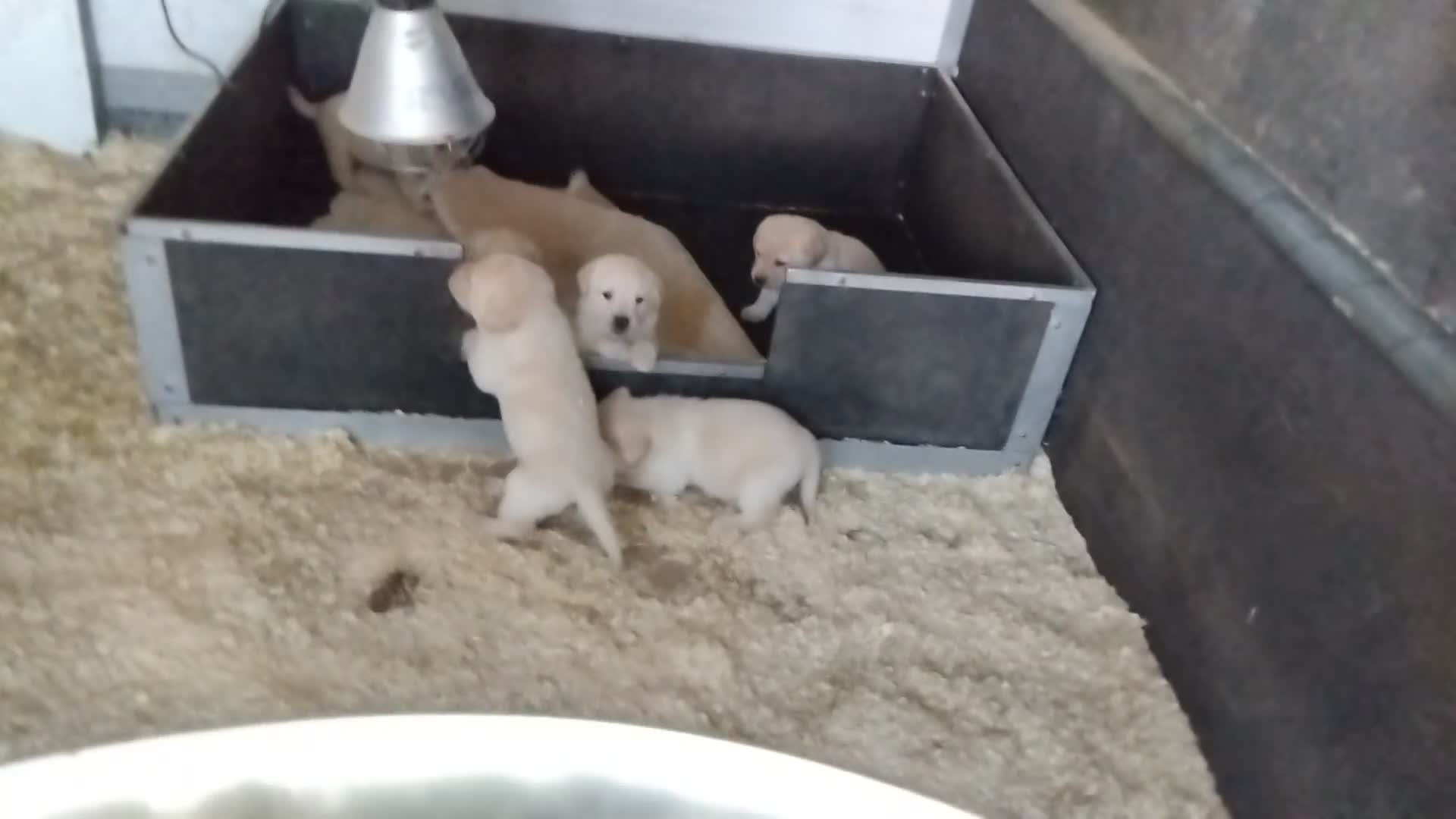 Labrador Retriever dogs for sale: Beautiful heavy chunky puppies  - Video 1