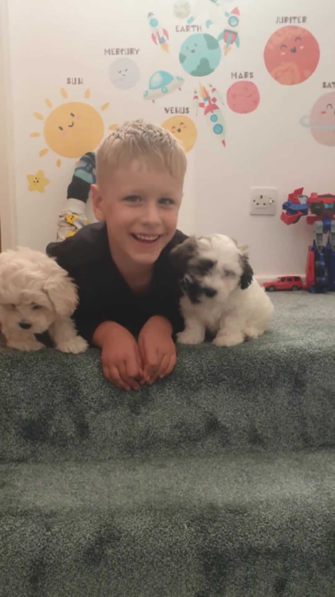 Bichon Frise dogs for sale: Bishon poppy's available  - Video 4
