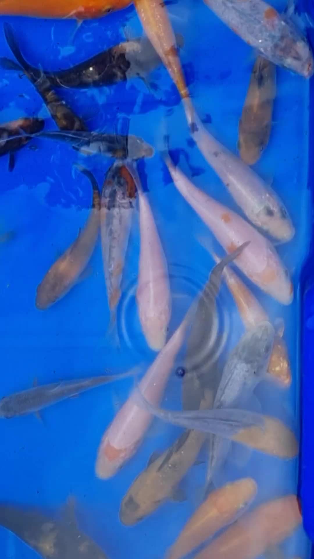 Koi Carp fish for sale: 2 to 4 inch Mixed Koi Carp Fry: young pond fish - Video 2