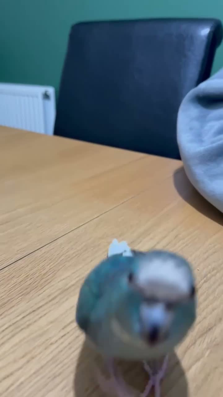Parakeets birds for sale: Beautiful Hand-Tame Turquoise Kakariki Parrot - Video 2