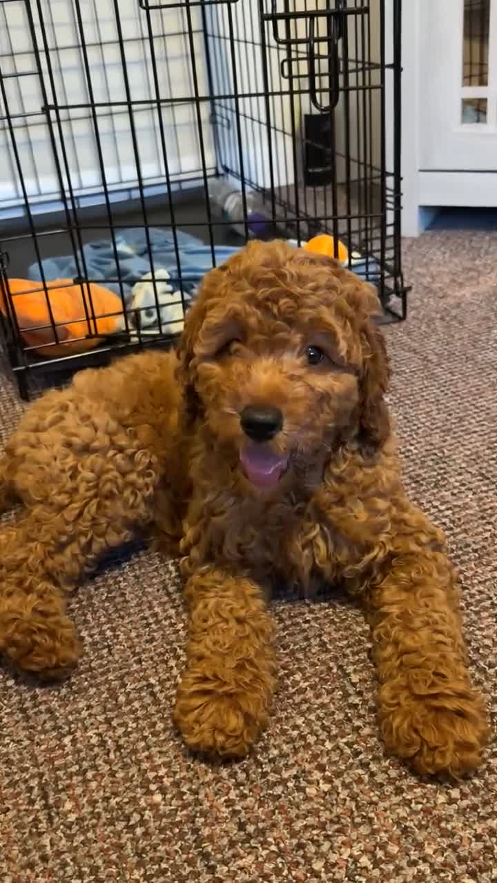 Cavapoo dogs for sale: F1 Deep Fox Red Cavapoo puppy - Video 2