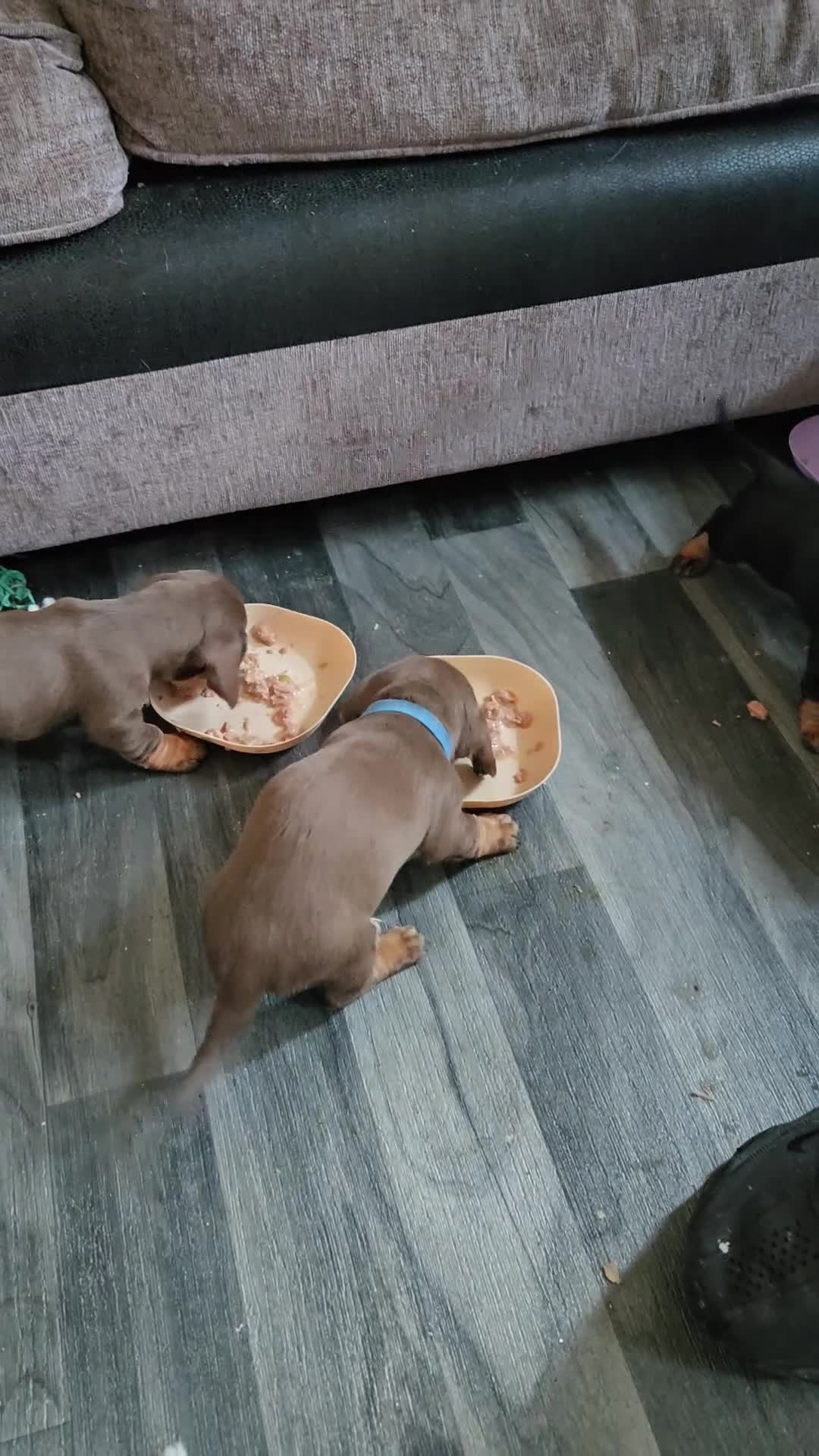 Miniature Dachshund dogs for sale: Miniature dachshund  - Video 2