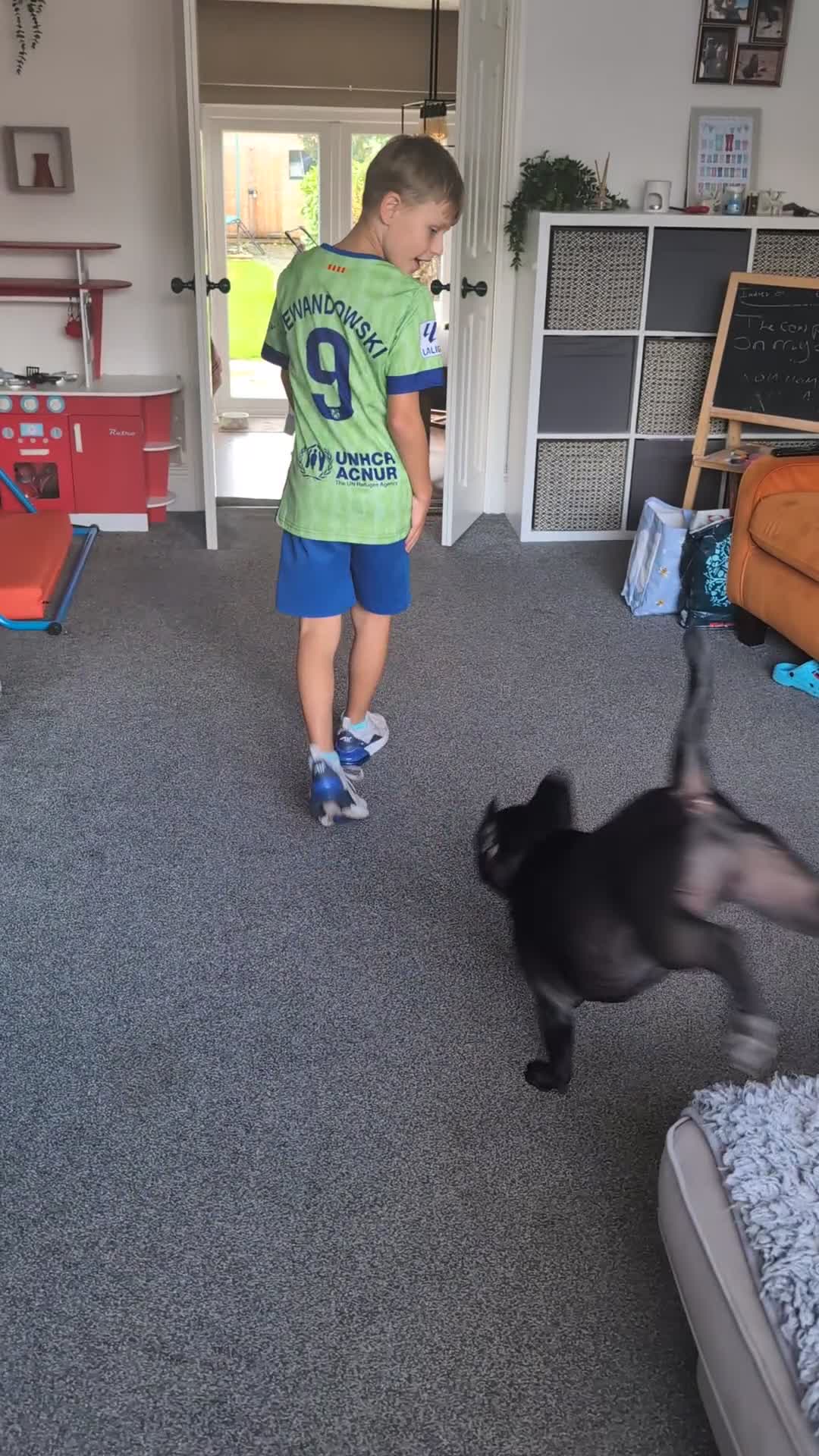Frug dogs for sale: Frug - 2 years old - Video 1