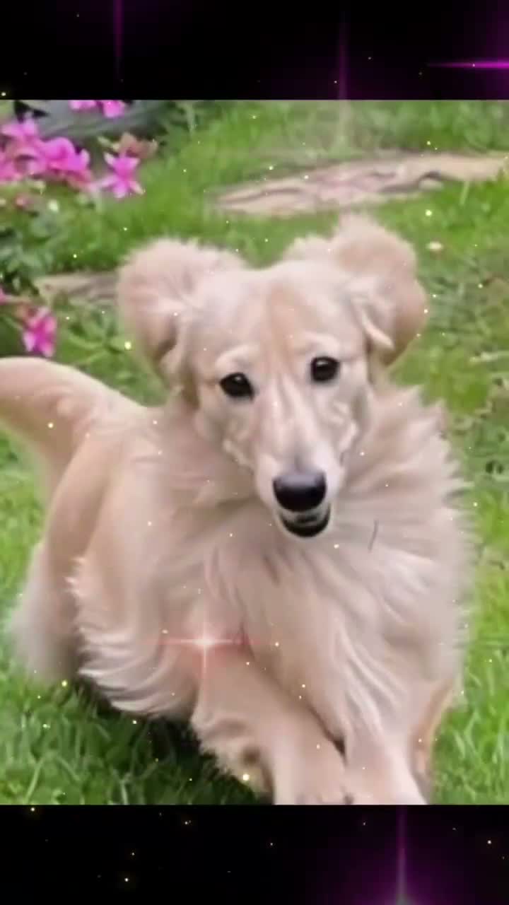 Miniature Dachshund dogs for stud: KC Dachshund cream long hair Stud ee/ii Long hair - Video 1
