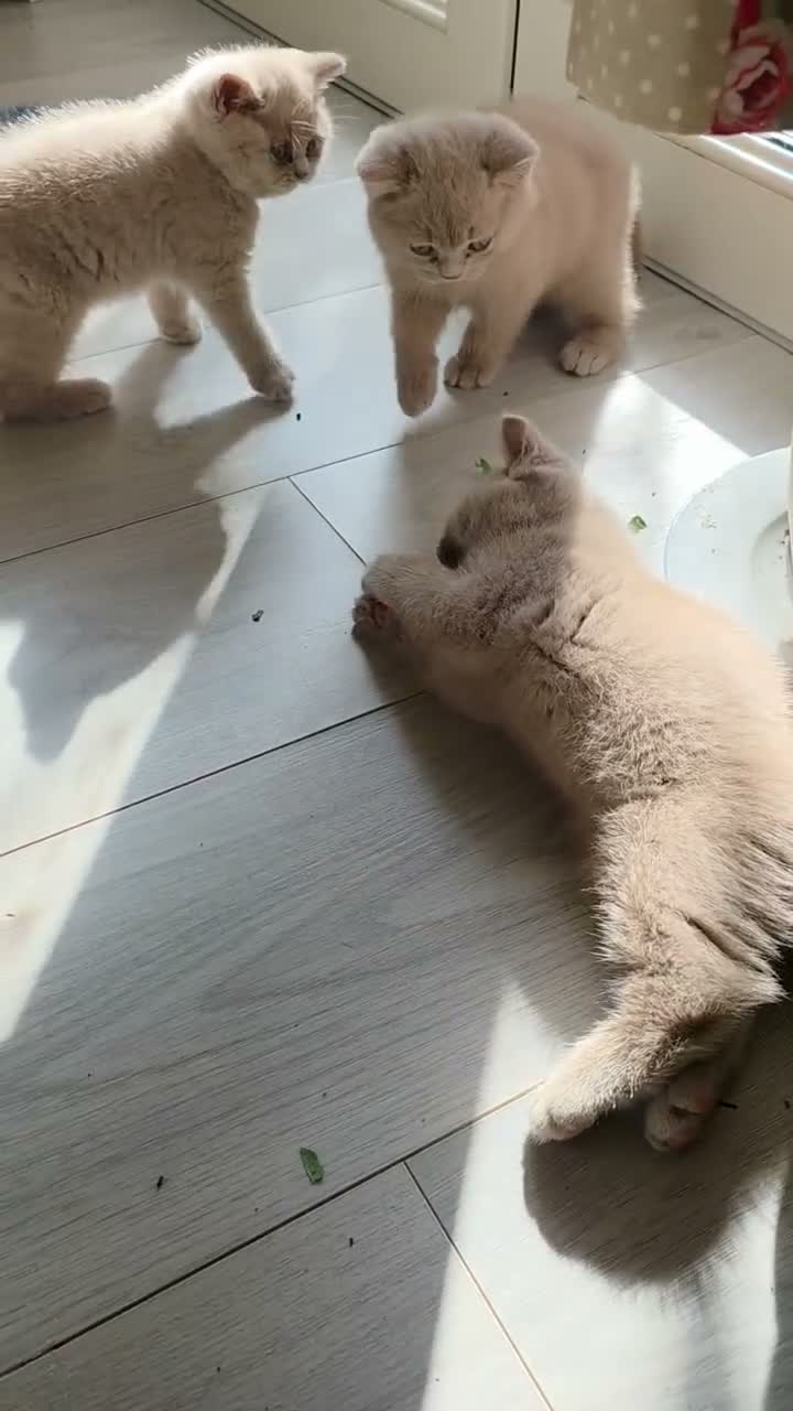 British Shorthair cats for sale: British shorthair kittens  - Video 1