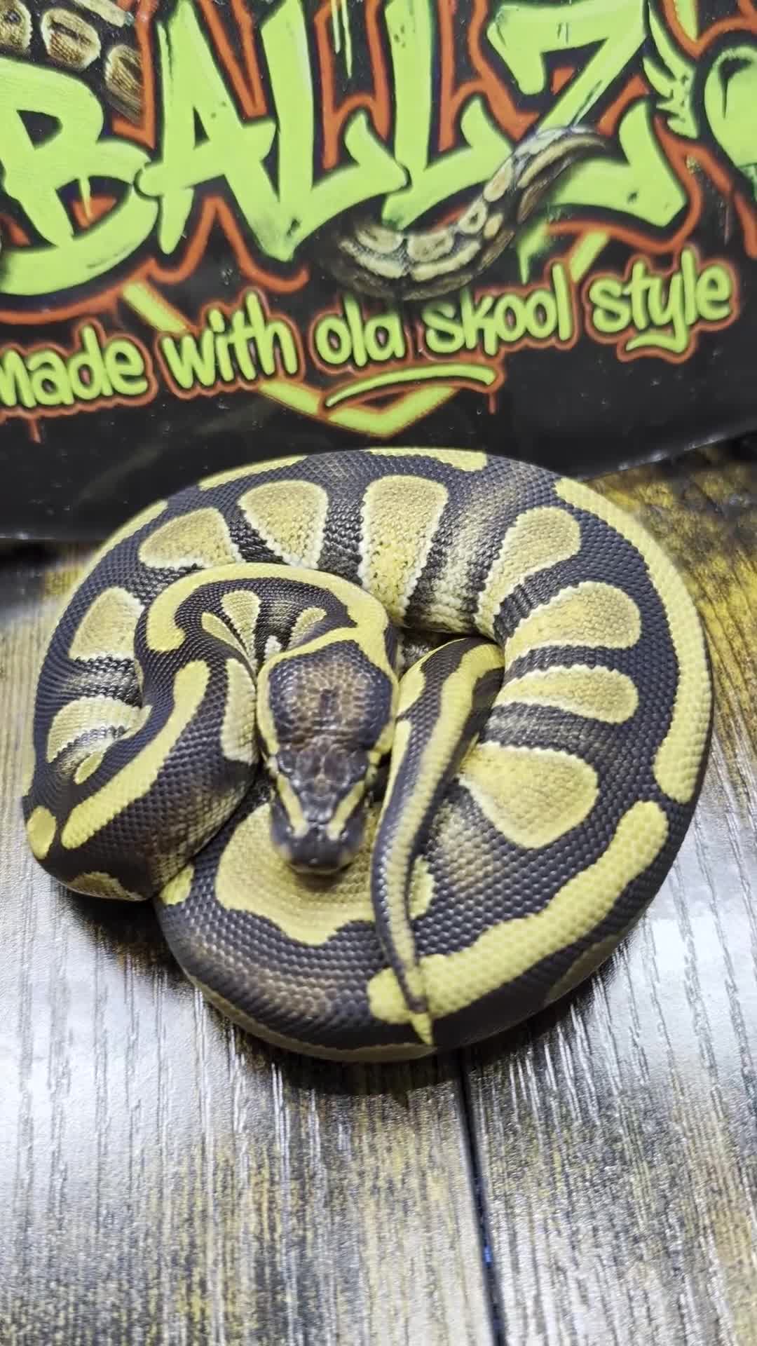 Python Snake reptiles for sale: Enchi stranger 100% het clown  - Video 1