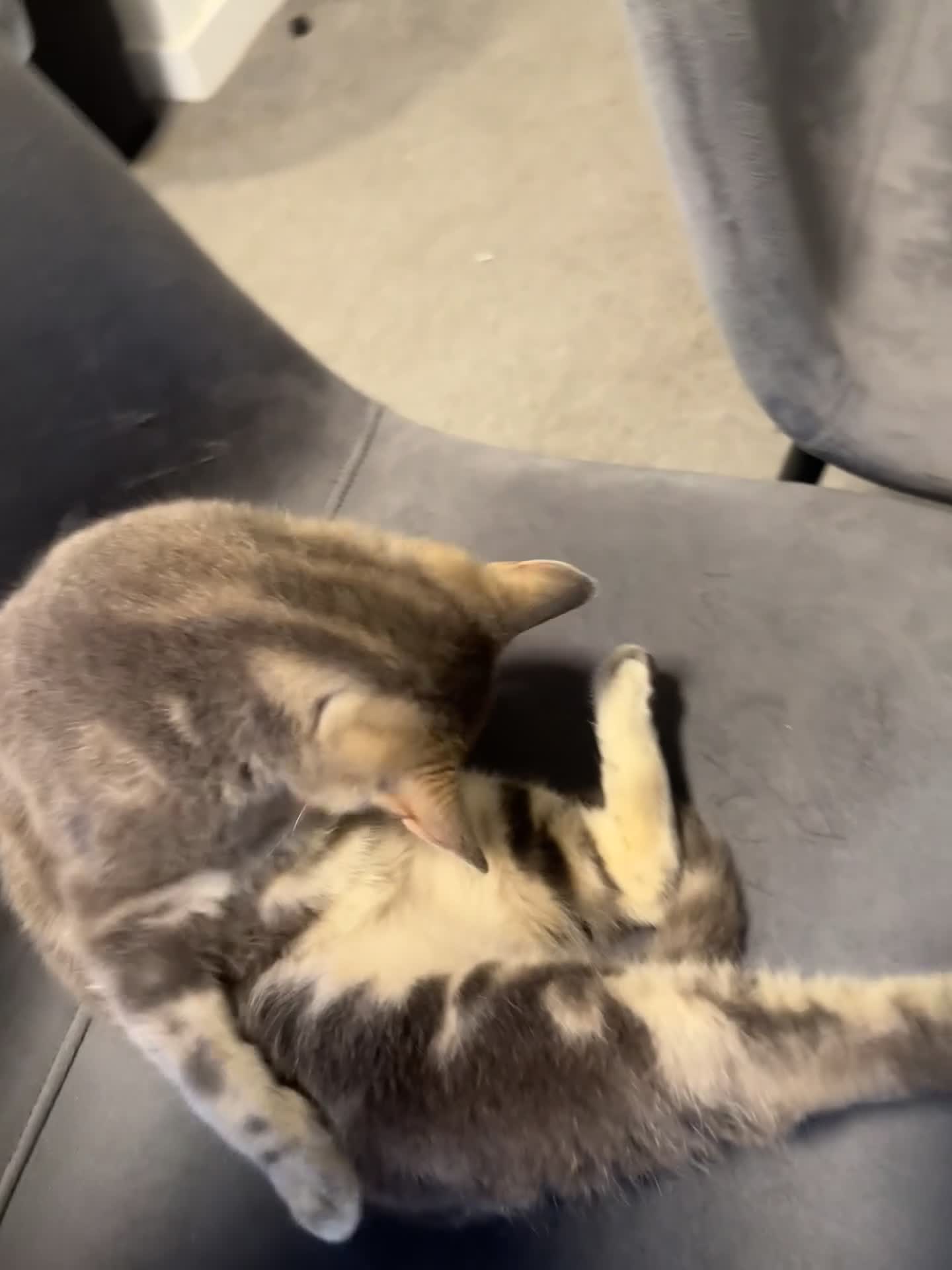 Bengal cats for sale: Bengal kitten  in Canterbury - Video 1