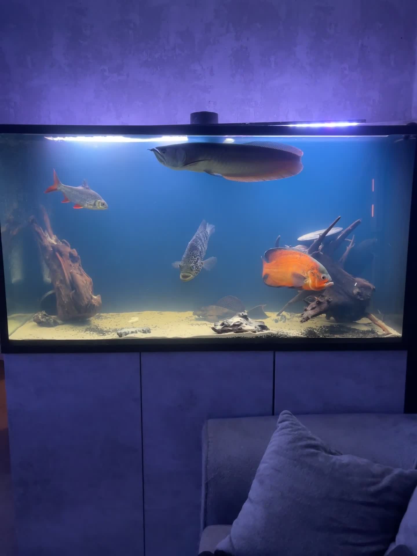 Cichlids fish for sale: Oscar fish and silver Arowana for sale - Video 1