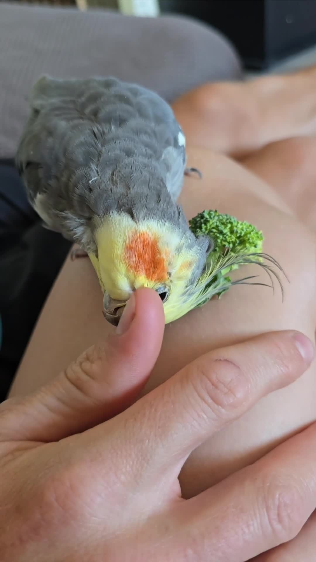 Cockatiels birds for sale: Pair of cockatiels - Video 2