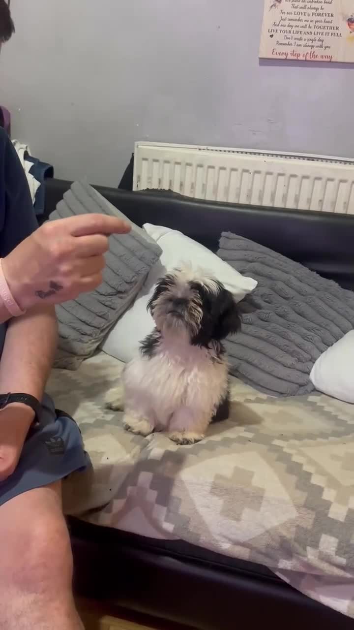 Shih Tzu dogs for sale: Shihtzu  - Video 1