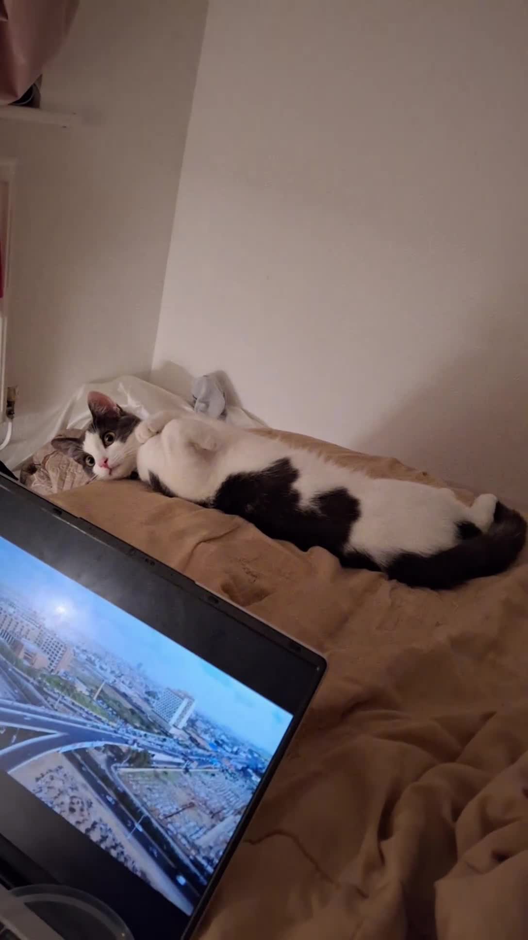 Mixed Breed cats for sale: Looking for a new loving home! - Video 1