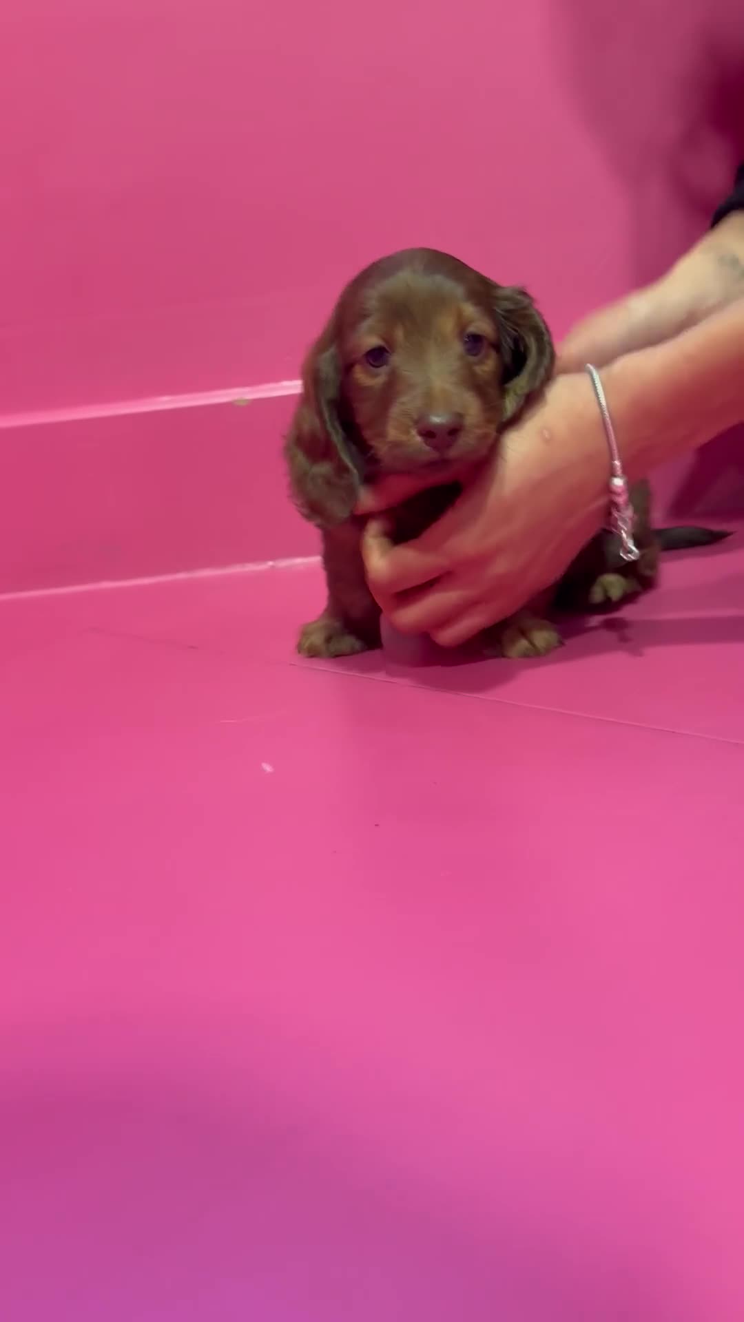 Miniature Dachshund dogs for sale: Stunning LH miniature Dachshund puppies  - Video 5
