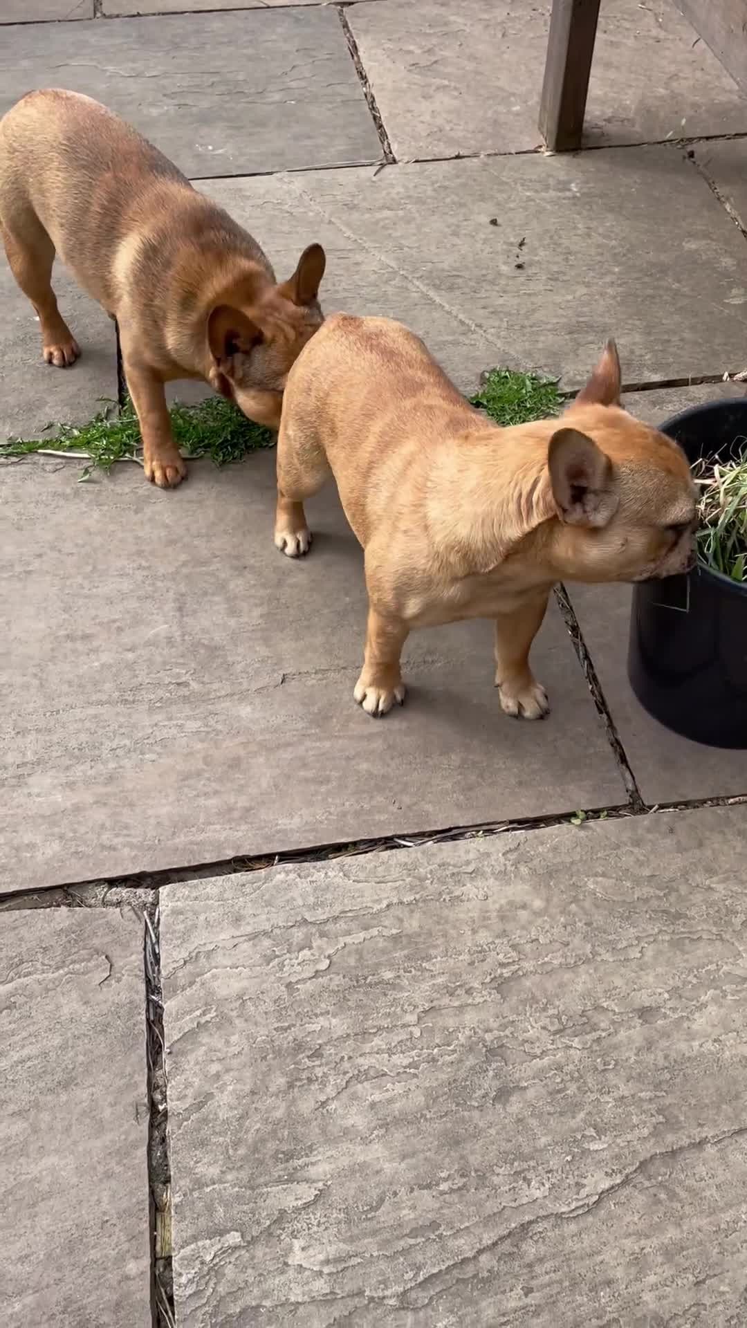 French Bulldog dogs for sale: KC HEALTH TESTED FRENCH BULLDOGS SPAYED GIRLS  - Video 2