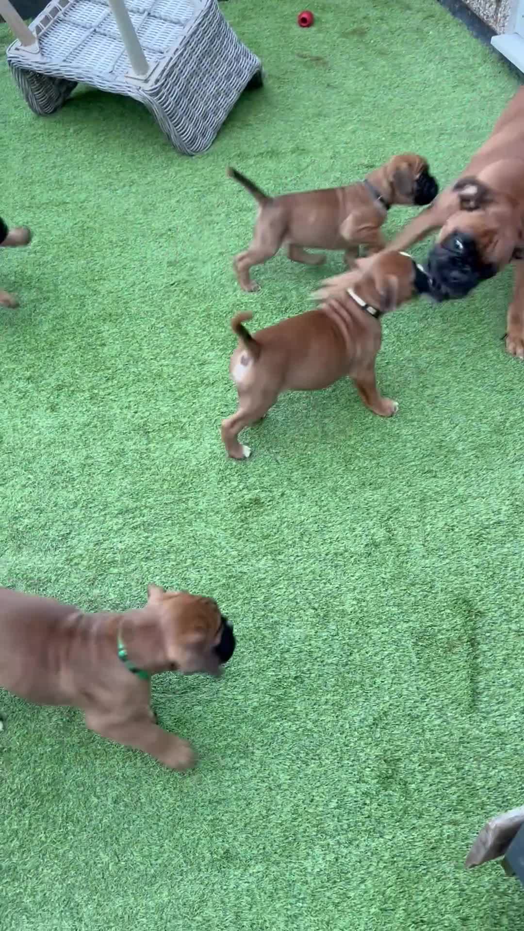 Boxer dogs for sale: Boxer puppies K.C registered  - Video 1