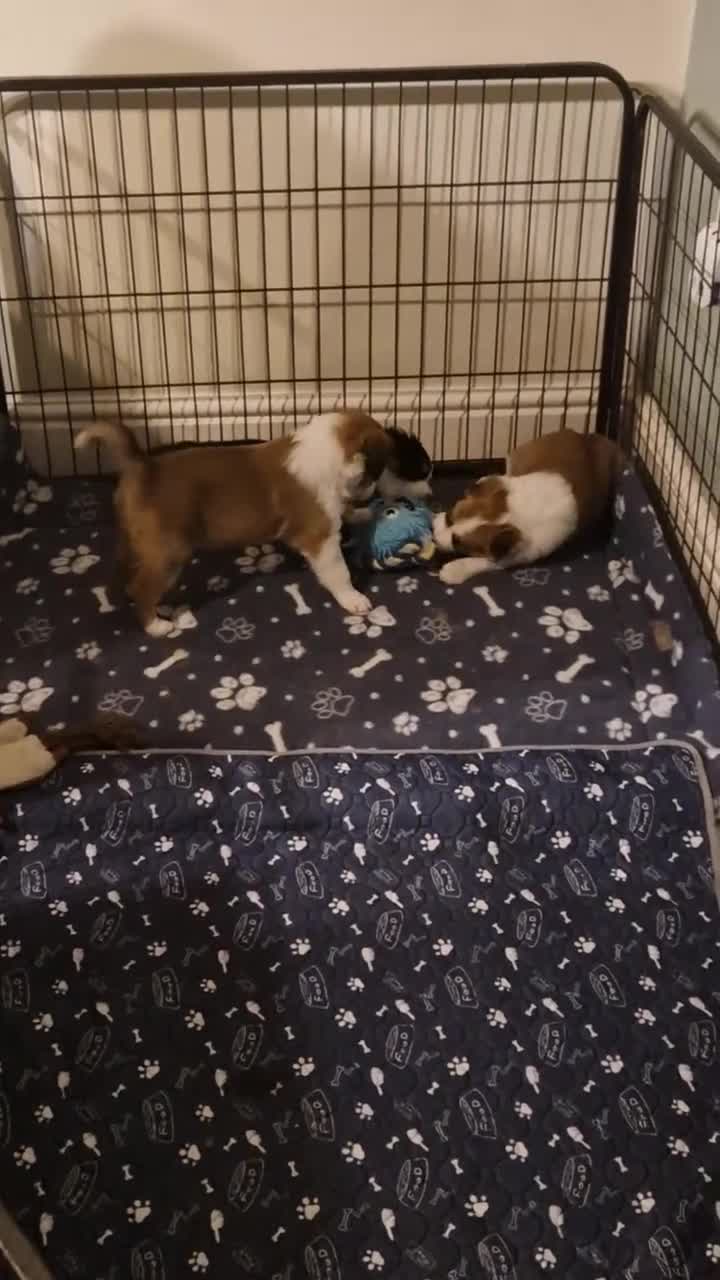 Border Collie dogs for sale: Sable and Tri border collie puppies  in Stockport - Video 1