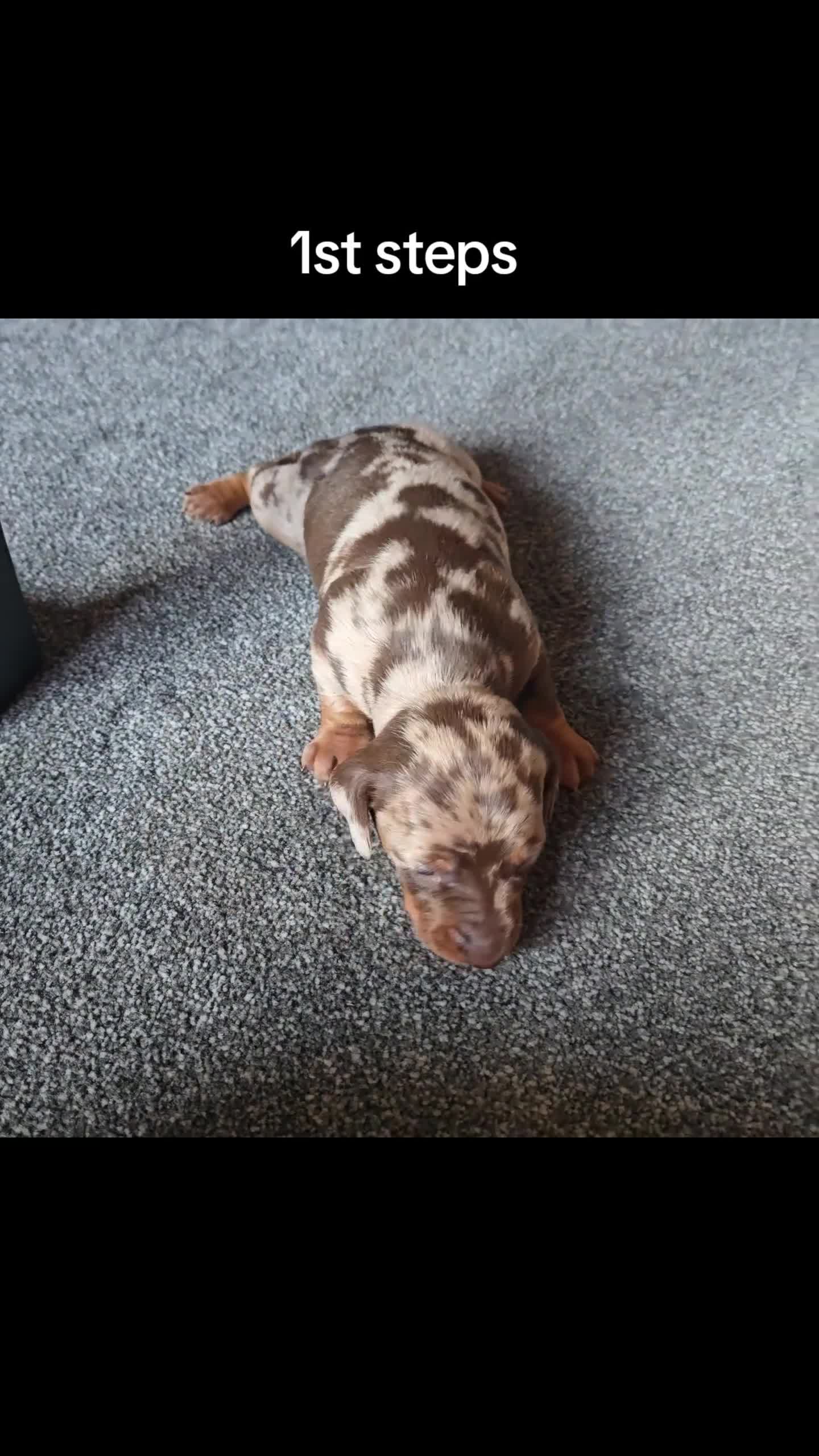 Miniature Dachshund dogs for sale: Dapple miniature dachshund - Video 1